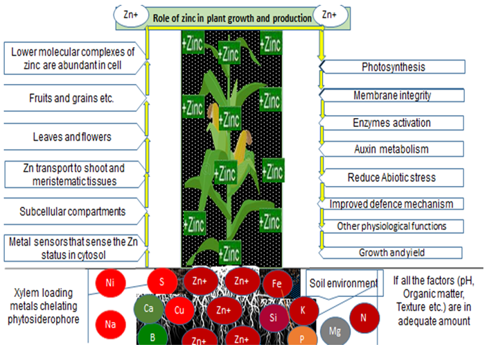 Figure1. Role of Zn in plants growth.